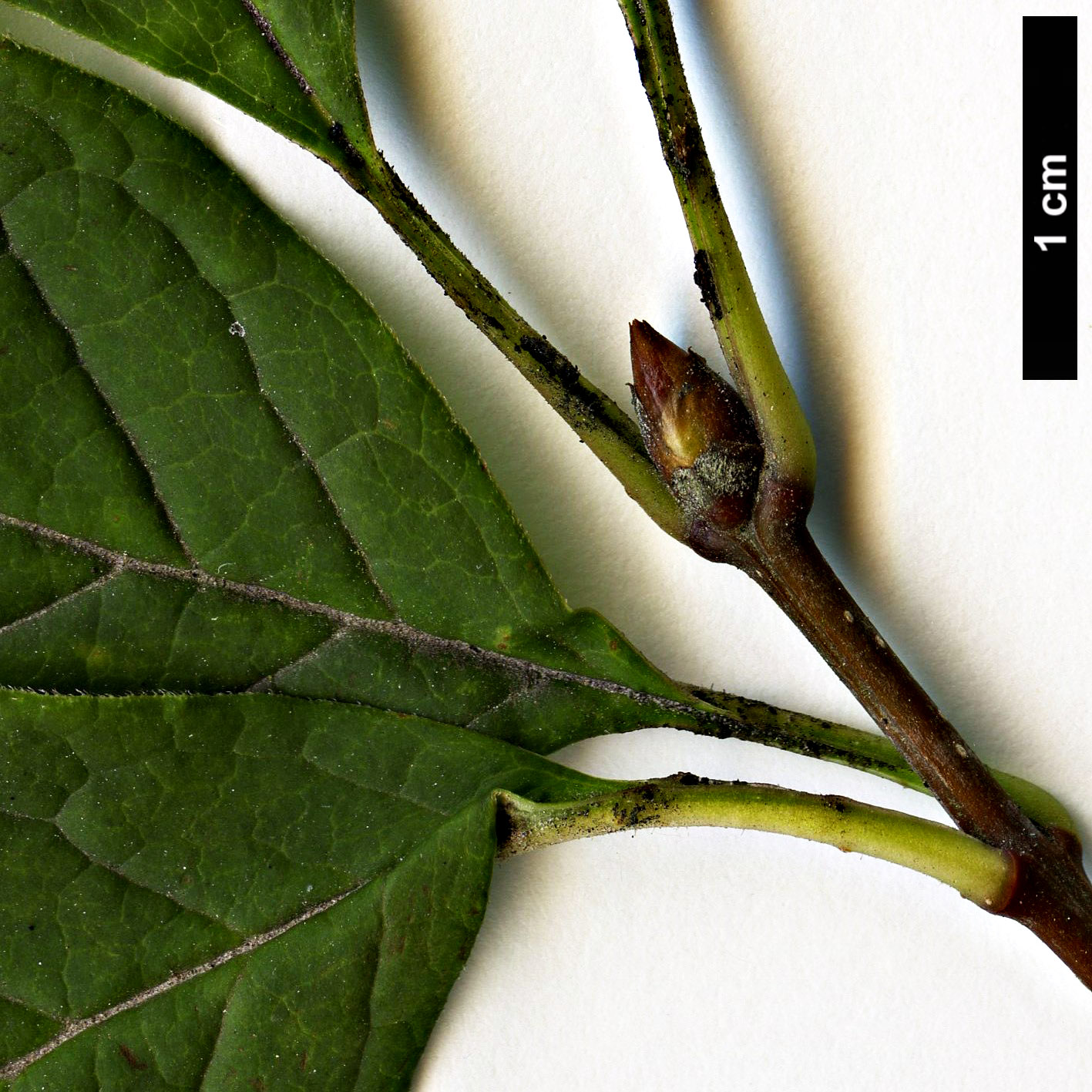 High resolution image: Family: Oleaceae - Genus: Syringa - Taxon: ×josiflexa - SpeciesSub: 'Bellicent' (S. josikea x S. komarowii subsp. refl